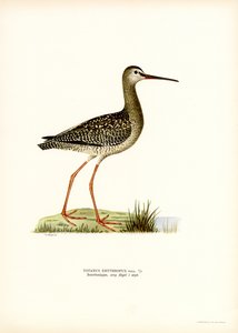 Dunkler Wasserläufer von Magnus Ferdinand and Wilhelm von Wright