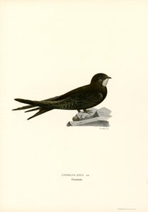 Mauersegler