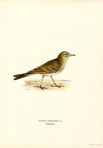 Brachpieper