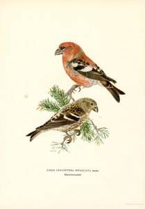 Bindenkreuzschnabel (Farblithographie) von Magnus Ferdinand and Wilhelm von Wright