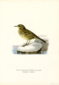 Wasserpieper von Magnus Ferdinand and Wilhelm von Wright