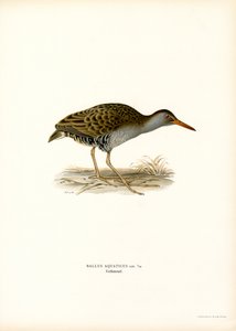 Wasserralle von Magnus Ferdinand and Wilhelm von Wright