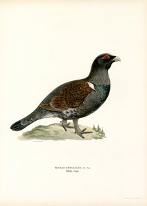 Auerhuhn von Magnus Ferdinand and Wilhelm von Wright