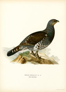 Auerhuhn von Magnus Ferdinand and Wilhelm von Wright