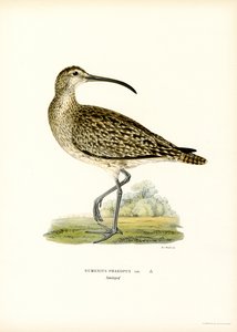 Regenbrachvogel von Magnus Ferdinand and Wilhelm von Wright