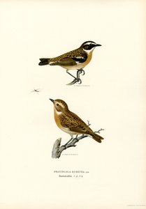 Braunkehlchen (Farblithographie) von Magnus Ferdinand and Wilhelm von Wright