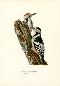 Weißrückenspecht von Magnus Ferdinand and Wilhelm von Wright
