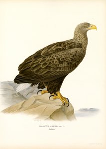 Seeadler