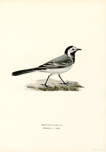 Bachstelze von Magnus Ferdinand and Wilhelm von Wright