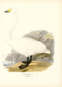 Singschwan von Magnus Ferdinand and Wilhelm von Wright