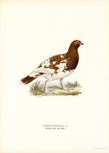 Weidenhuhn von Magnus Ferdinand and Wilhelm von Wright