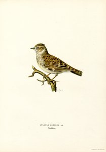 Heidelerche von Magnus Ferdinand and Wilhelm von Wright