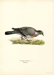 Ringeltaube von Magnus Ferdinand and Wilhelm von Wright