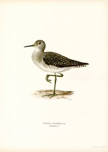 Bruchwasserläufer von Magnus Ferdinand and Wilhelm von Wright