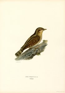 Wendehals