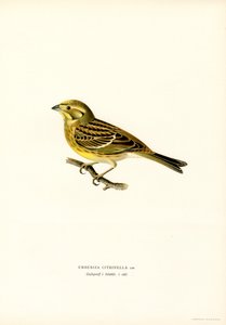 Goldammer (Emberiza citrinella) (Farblithographie)