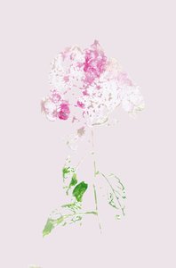 Abstrakte rosa Blüte