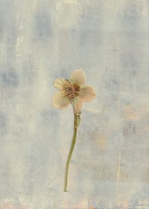 Zarte Gepresste Blume von Maira Ribena