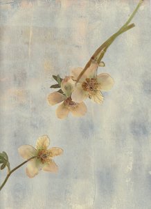 Blassblaue Botanicals von Maira Ribena