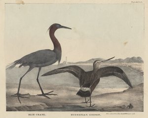 Blauer Kranich, Hudson-Schnepfe, Lithographie von Childs und Inman, aus 