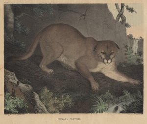 Puma oder Panther, aus 