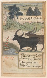 Zwei blaue Bullen und zwei Hirschschweine, aus einem Baburnama von Mansur (fl.c.1590 1630)