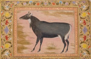 Studie eines Nilgai-Blaustiers, Folio aus dem Shah Jahan Album, verso: ca. 1620, recto ca. 1540 von Mansur