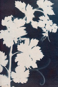 Weinblätter von Marco Campedelli