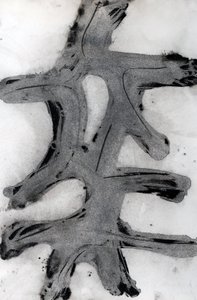 Ramas, 2014 von Marco Campedelli