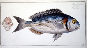 Naturgeschichte Platte: Die Brasse von Marc Elieser Bloch Ichtyologie Paris - Berlin - London 1787