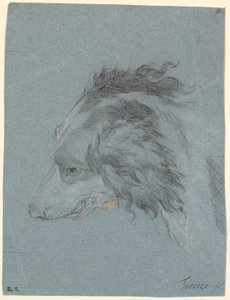 Ein Hundekopf von Marcus Tuscher