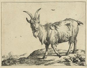 Stehende Ziege von vorne