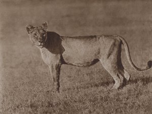 Ein unbemerktes Porträt von Marcuswell Maxwell