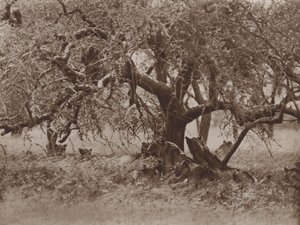Ruhend auf einem Ast von Marcuswell Maxwell