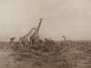 Giraffen im Gestrüpp von Marcuswell Maxwell