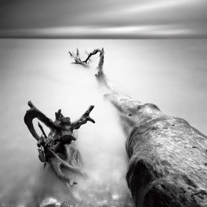 Nebelige Treibholz-Gelassenheit von Marek Kijevský