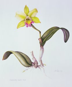 Brassolaeliocattleya Greenwich, Elmhurst von Margaret Ann Eden
