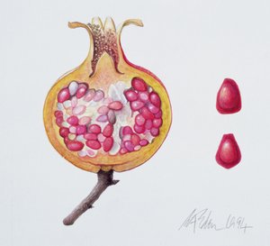 Geschnittene Granatapfel von Margaret Ann Eden