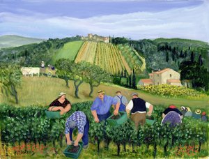 Weinberg, Oliven und Sonnenblumen