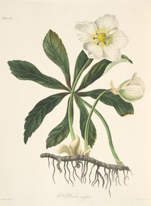 Schwarze Nieswurz oder Christrose, aus Florale Illustrationen der Jahreszeiten, veröffentlicht 1829