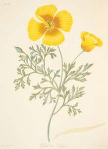 Kalifornische Eschscholtzia, aus Floral Illustrations of the Seasons, veröffentlicht 1829 von Margaret Roscoe