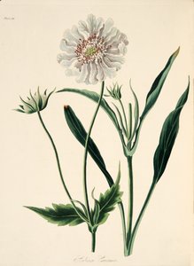 Kaukasische Skabiose, aus Floral Illustrations of the Seasons, veröffentlicht 1829 von Margaret Roscoe