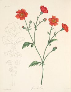 Chilenische Avens, aus Floral Illustrations of the Seasons, veröffentlicht 1829