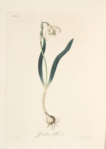 Gemeines Schneeglöckchen, aus Florale Illustrationen der Jahreszeiten, veröffentlicht 1829 von Margaret Roscoe