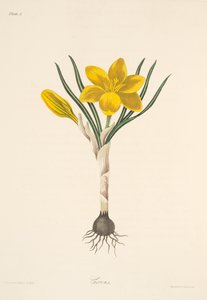 Gemeiner Gelber Krokus, aus Florale Illustrationen der Jahreszeiten, veröffentlicht 1829 von Margaret Roscoe