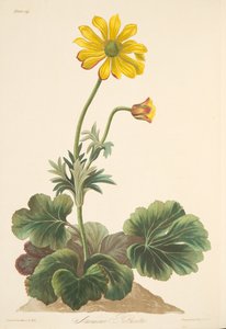 Alpenveilchenblättrige Anemone, aus Floral Illustrations of the Seasons, veröffentlicht 1829 von Margaret Roscoe
