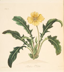 Löwenzahnblättrige Nachtkerze, aus Floral Illustrations of the Seasons, veröffentlicht 1829 von Margaret Roscoe