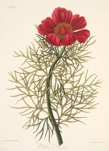 Feinblättrige Pfingstrose, aus Floral Illustrations of the Seasons, veröffentlicht 1829