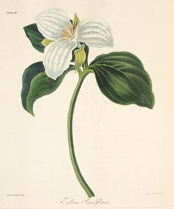 Großblütiger Dreiblatt, aus Florale Illustrationen der Jahreszeiten, veröffentlicht 1829