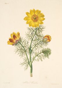 Mehrjähriger Adonis, aus Florale Illustrationen der Jahreszeiten, veröffentlicht 1829